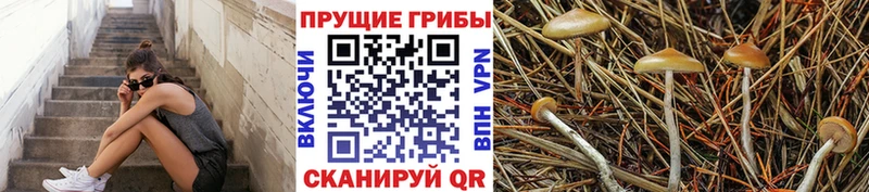 Псилоцибиновые грибы Psilocybine cubensis  Костомукша 
